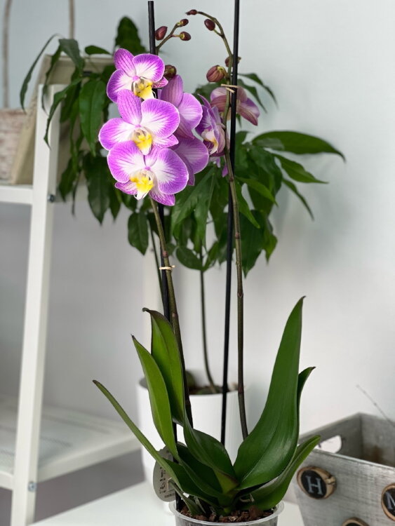 Орхидея Фаленопсис Пиано Бразил ⌀12 60 см 
