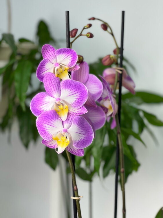 Орхидея Фаленопсис Пиано Бразил ⌀12 60 см 