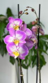 Орхидея Фаленопсис Пиано Бразил ⌀12 60 см 