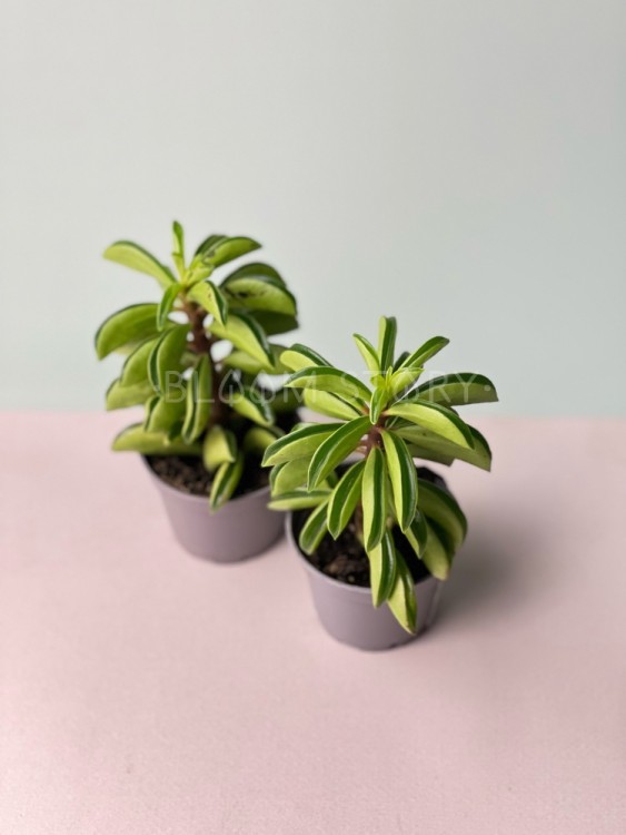 Пеперомия Феррейра ⌀5 10 см 