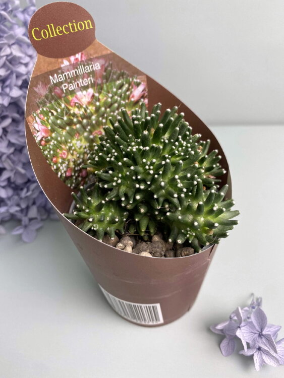 Маммиллярия Пайнтери ⌀7 