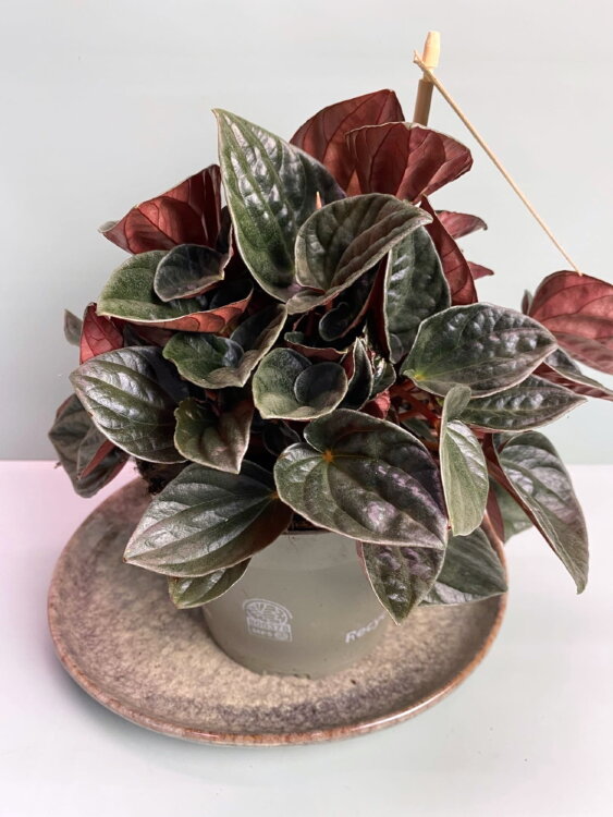 Пеперомия Мендоза ⌀14 30 см 