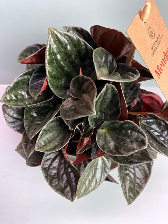 Пеперомия Мендоза ⌀14 30 см 