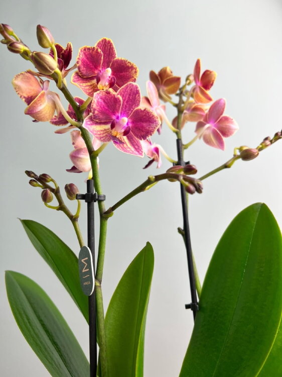 Орхидея Фаленопсис Мультифлора Боудион 2 ст 
