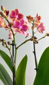 Орхидея Фаленопсис Мультифлора Боудион 2 ст 