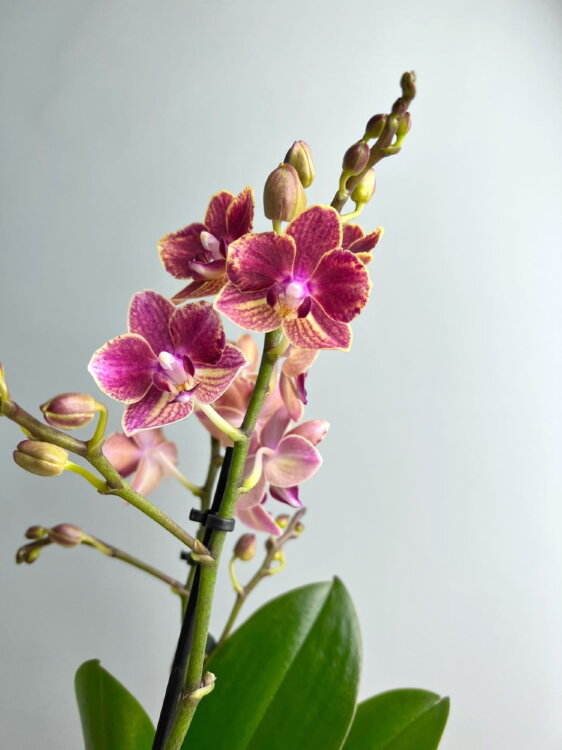 Орхидея Фаленопсис Мультифлора Боудион 2 ст 