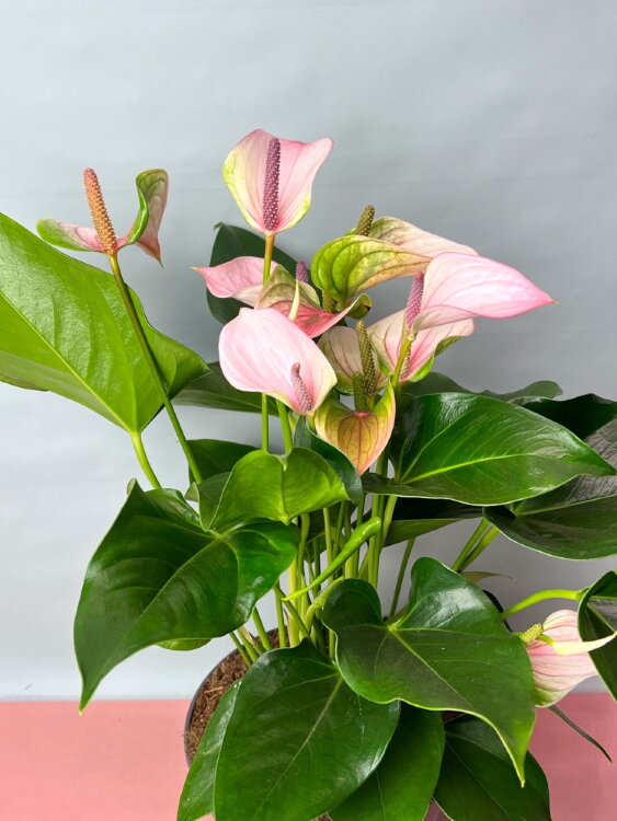 Антуриум Джоли ⌀17 55 см 