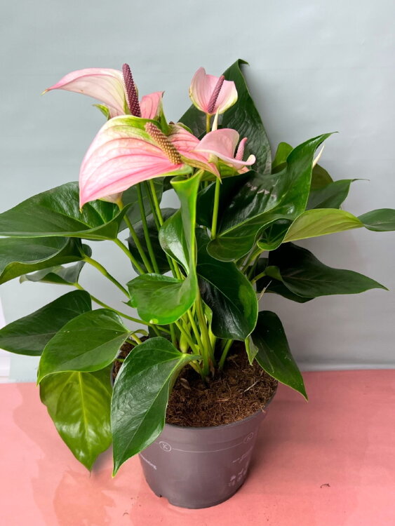 Антуриум Джоли ⌀17 55 см 