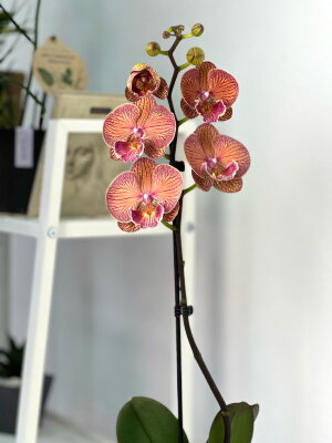 Орхидея Фаленопсис Аполло Биг Лип 1 ст ⌀12 60 см