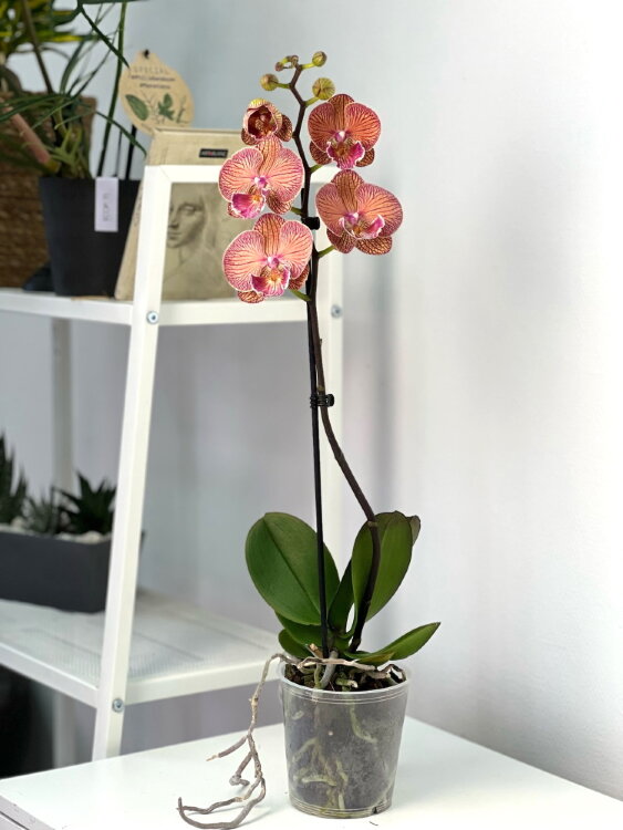 Орхидея Фаленопсис Аполло Биг Лип 1 ст ⌀12 60 см 