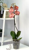 Орхидея Фаленопсис Аполло Биг Лип 1 ст ⌀12 60 см 