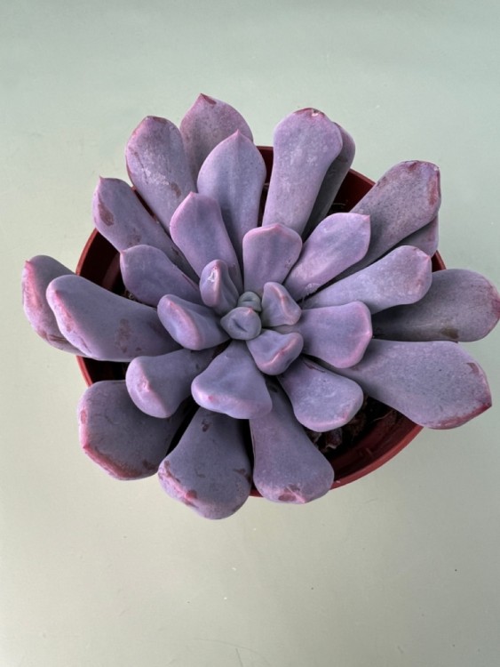 Эхеверия Купид ⌀8 