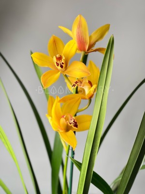 Орхидея Цимбидиум жёлтая ⌀14 80 см