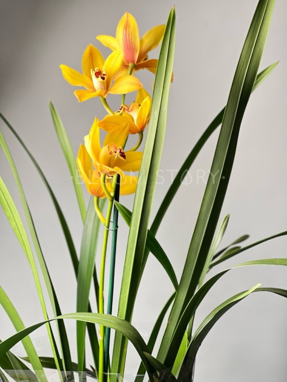 Орхидея Цимбидиум жёлтая ⌀14 80 см  Орхидея Цимбидиум жёлтая ⌀14 80 см