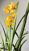 Орхидея Цимбидиум жёлтая ⌀14 80 см 