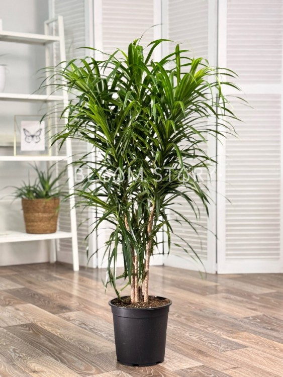 Драцена Рефлекса Анита ⌀21 90 см 