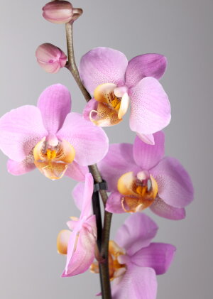 Орхидея Фаленопсис розовая с желтой губой 1 ст