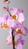 Орхидея Фаленопсис розовая с желтой губой 1 ст 