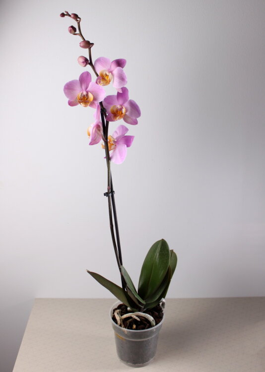 Орхидея Фаленопсис розовая с желтой губой 1 ст 