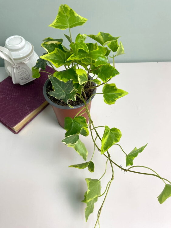 Хедера хеликс Голдчайлд ⌀9 15 см 