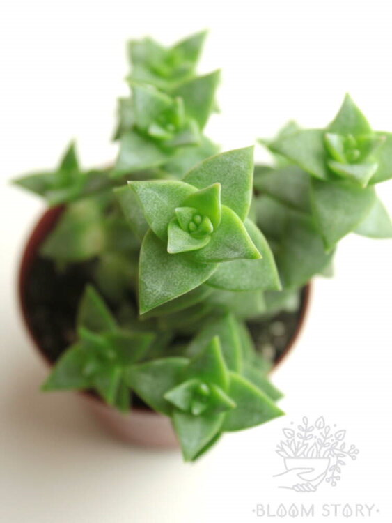 Крассула Перфората ⌀5 