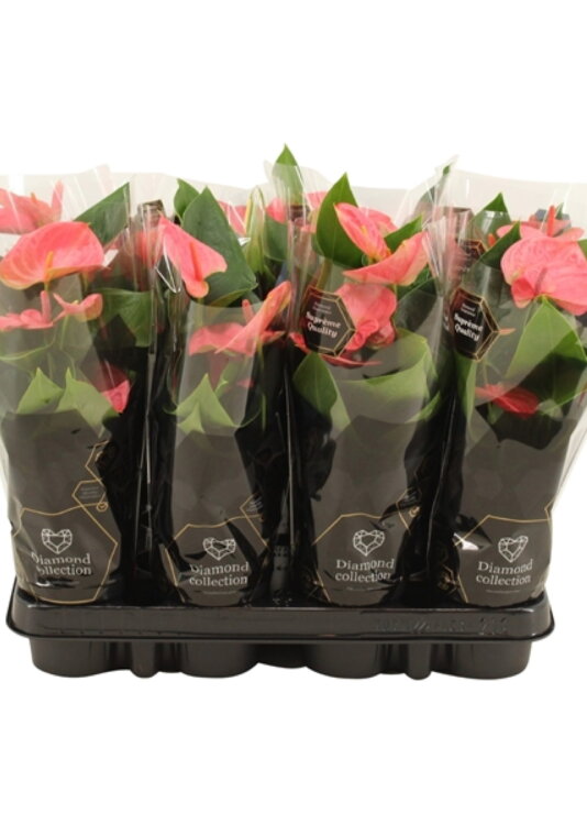 Антуриум Свит Дрим ⌀9 25 см 