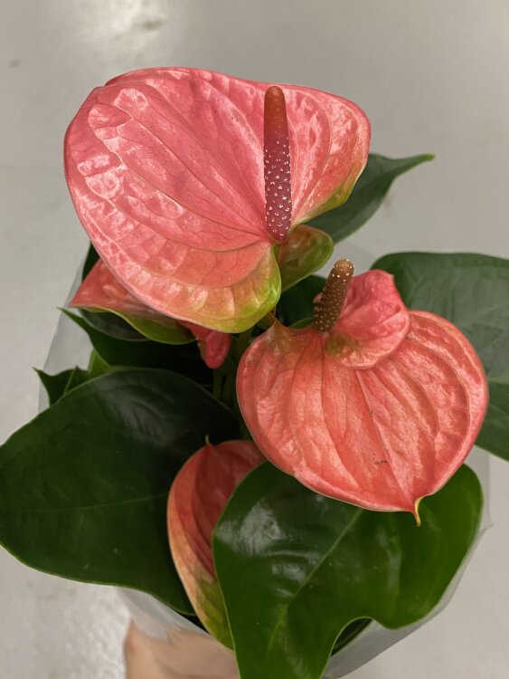 Антуриум Свит Дрим ⌀9 25 см 