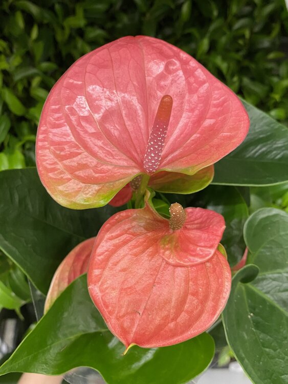 Антуриум Свит Дрим ⌀9 25 см 