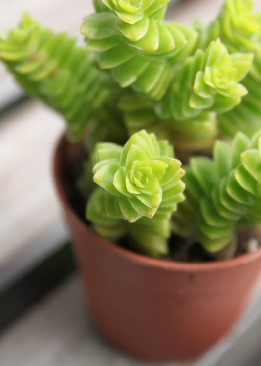 Крассула Эстагнол ⌀5 