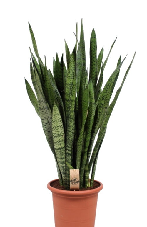 Сансевиерия zeylanica