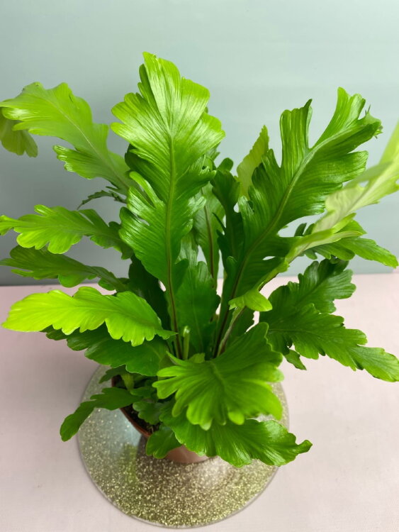 Асплениум Нидус Кампио ⌀12 25 см 