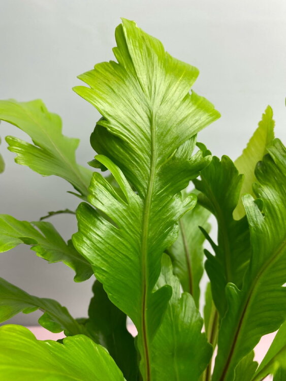 Асплениум Нидус Кампио ⌀12 25 см 