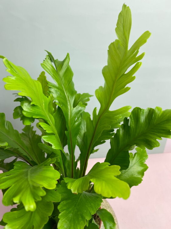 Асплениум Нидус Кампио ⌀12 25 см 