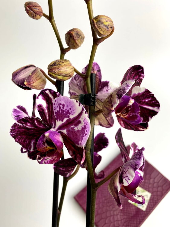 Орхидея Фаленопсис Мраморная роза 2 ст 