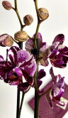 Орхидея Фаленопсис Мраморная роза 2 ст 