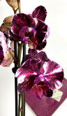 Орхидея Фаленопсис Мраморная роза 2 ст 