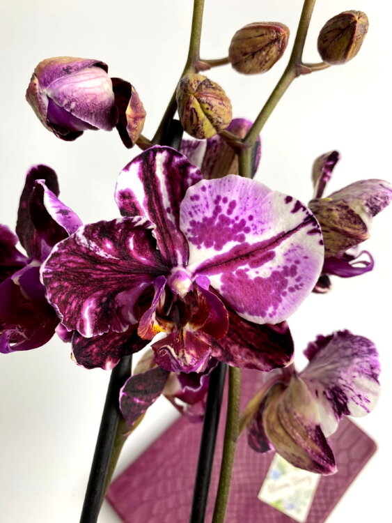 Орхидея Фаленопсис Мраморная роза 2 ст 