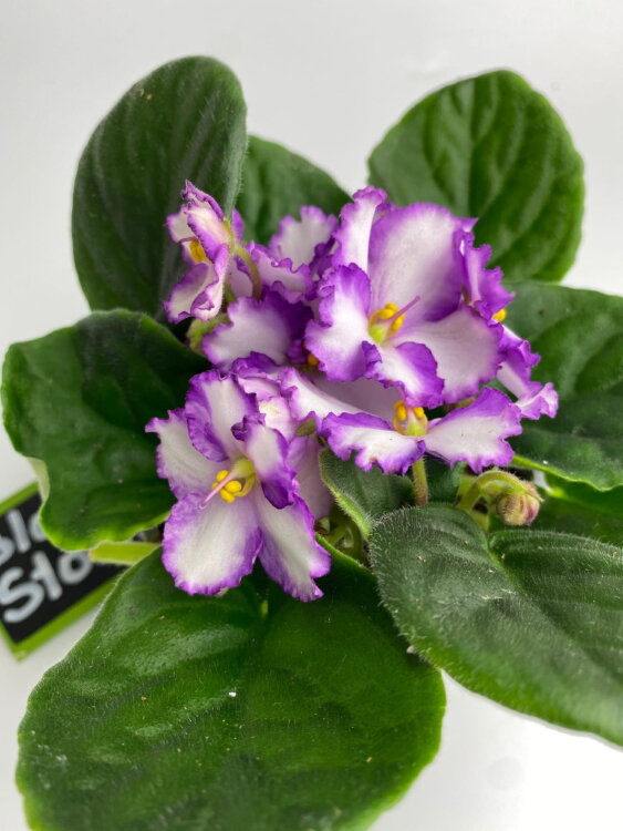 Фиалка белая с фиолетовой каймой ⌀10 