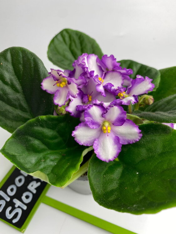 Фиалка белая с фиолетовой каймой ⌀10 