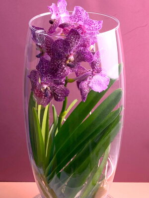 Орхидея Ванда розовая в стекле Шампань
