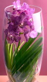 Орхидея Ванда розовая в стекле Шампань 
