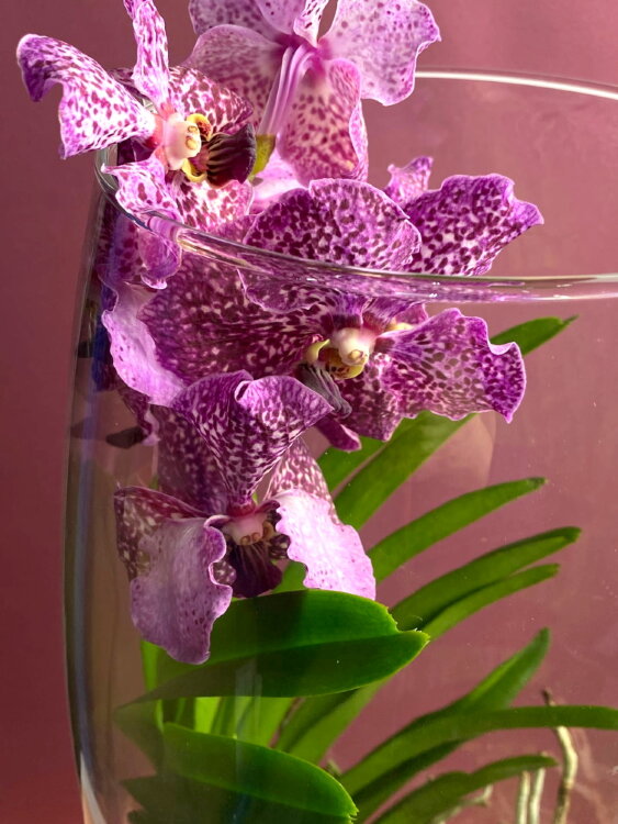 Орхидея Ванда розовая в стекле Шампань 
