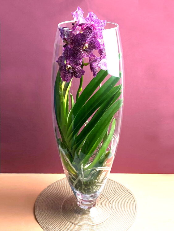 Орхидея Ванда розовая в стекле Шампань 