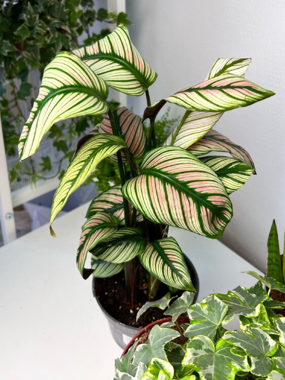 Калатея Вайт Стар ⌀12 40 см 