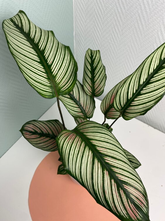 Калатея Вайт Стар ⌀12 40 см 