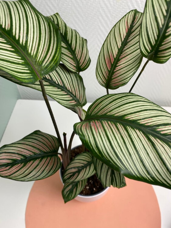 Калатея Вайт Стар ⌀12 40 см 