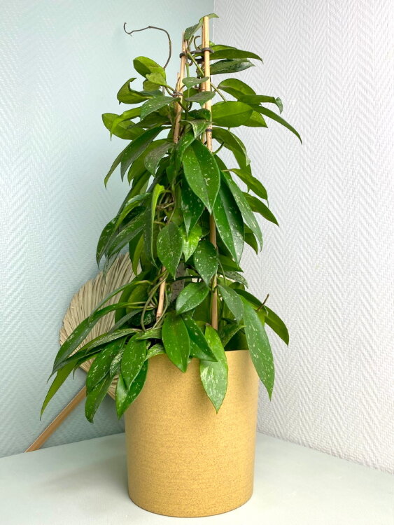 Горшок Эко цилиндр  Горшок Эко цилиндр