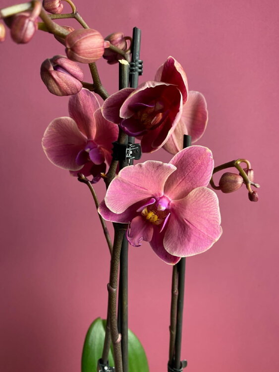 Орхидея Фаленопсис Нарбонна 2 ст 