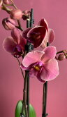 Орхидея Фаленопсис Нарбонна 2 ст 