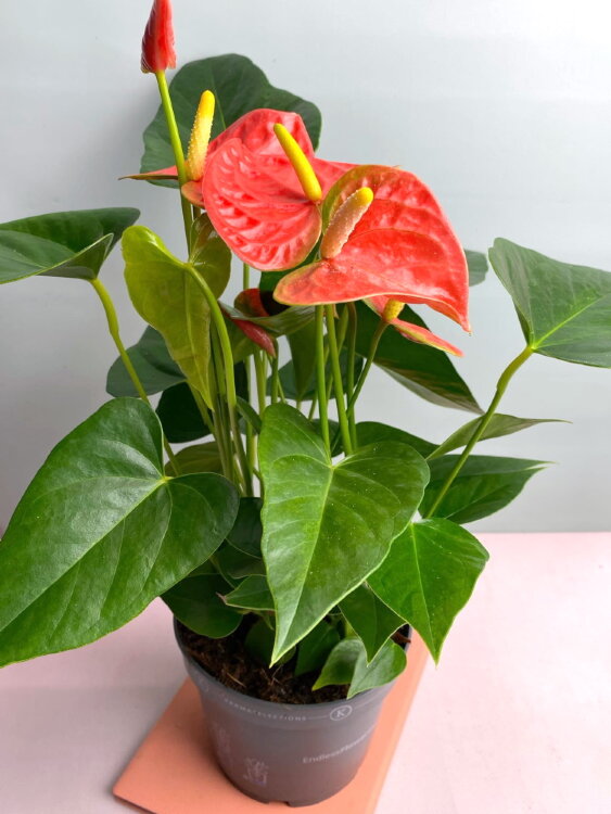 Антуриум Оранж Кинг ⌀12 30 см 